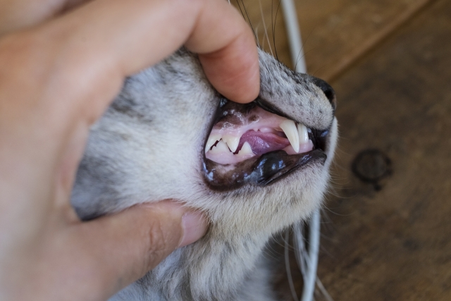 【歯科専門診療】猫の歯周病の症状・治療（歯石除去・抜歯）について