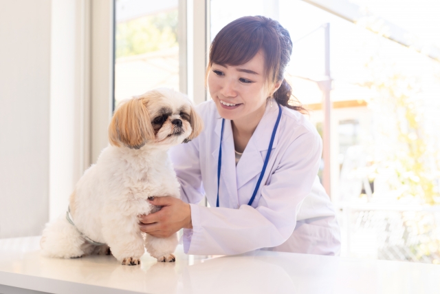 【皮膚科専門診療】犬のマラセチア皮膚炎 | 塗り薬・シャンプーによる治療